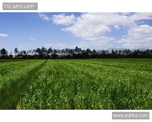 九台农商银行推出“草原牛肉”信贷产品,支持农业产业发展 九台农商银行推出“草原牛肉”信贷产品,支持农业产业发展